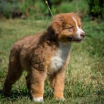 Aland-male-australian-shepherd-puppy-for-sale-1 (5)