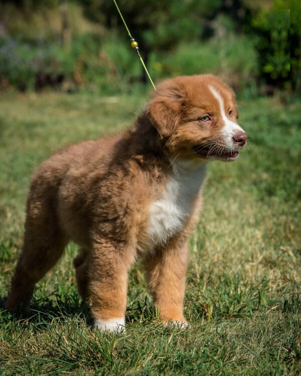 Aland Australian Shepherd