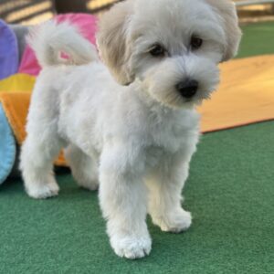 Albert Maltipoo