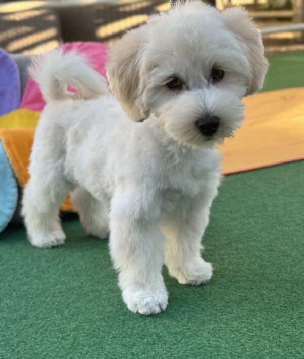 Albert Maltipoo