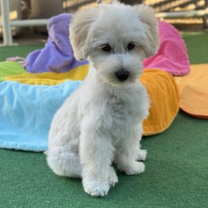 Albert Maltipoo