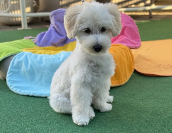 Albert Maltipoo