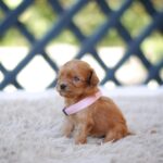 Alcona-female-cavapoo-puppy-for-sale-1 (1)