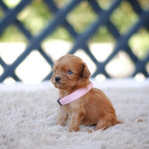 Alcona Cavapoo