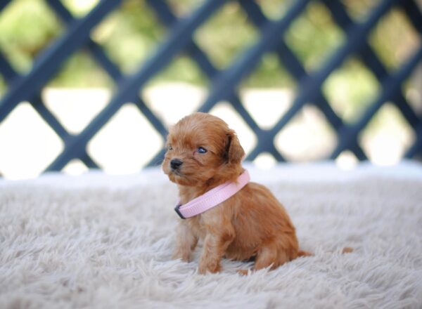 Alcona Cavapoo