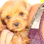 New Litter Cavapoo