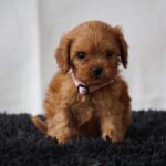 Alcona-female-cavapoo-puppy-for-sale- (1)