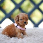 Alcona-female-cavapoo-puppy-for-sale-1 (2)