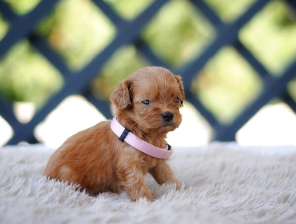 Alcona Cavapoo