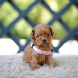 Alcona Cavapoo