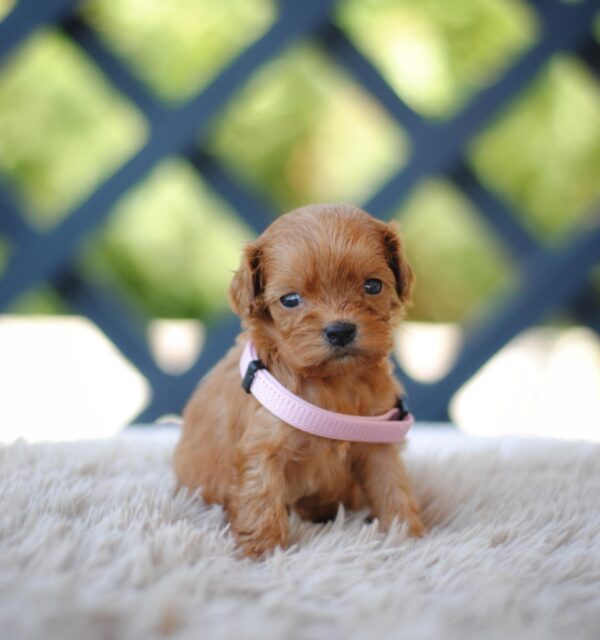 Alcona Cavapoo