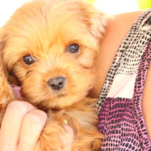 Alcona Cavapoo