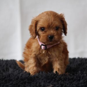 Alcona Cavapoo