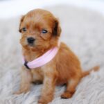 Alcona-female-cavapoo-puppy-for-sale-1 (4)