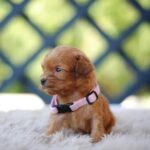 Alcona-female-cavapoo-puppy-for-sale-1 (5)
