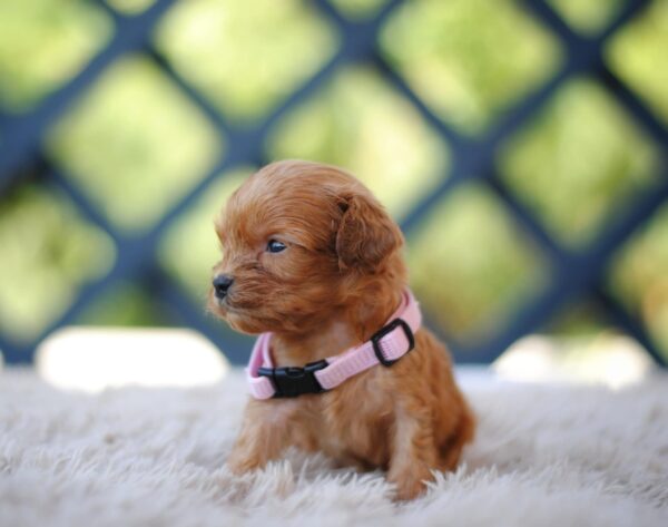 Alcona Cavapoo