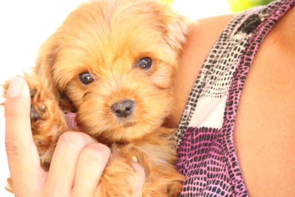Alcona Cavapoo