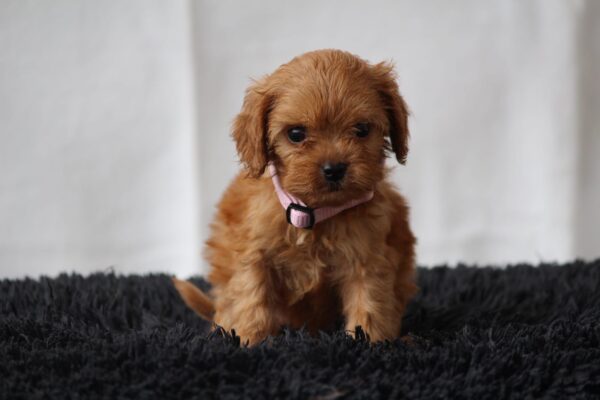 Alcona Cavapoo