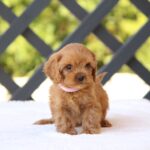 Alcona-female-cavapoo-puppy-for-sale- (2)