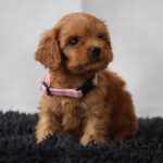 Alcona-female-cavapoo-puppy-for-sale- (2)