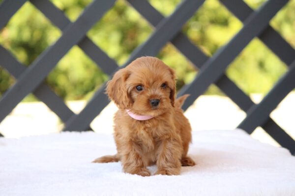 Alcona Cavapoo