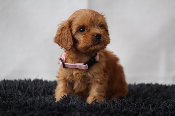 Alcona Cavapoo