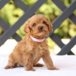 Alcona-female-cavapoo-puppy-for-sale- (3)