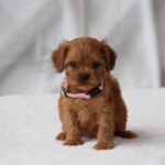 Alcona-female-cavapoo-puppy-for-sale- (3)