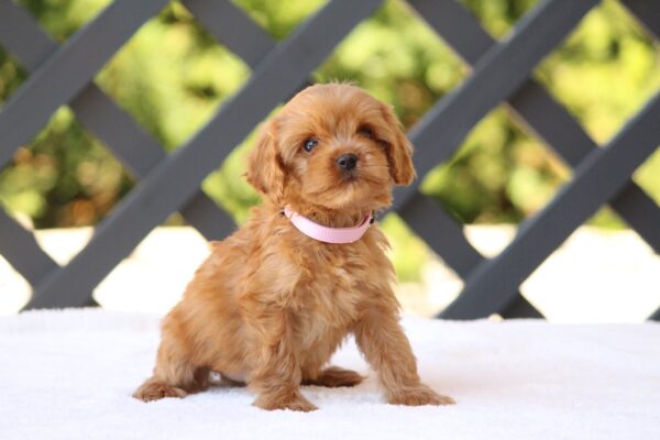 Alcona Cavapoo