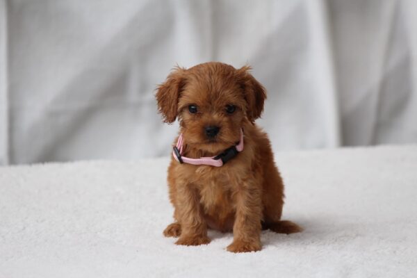 Alcona Cavapoo