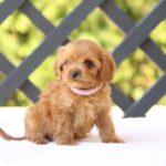 Alcona-female-cavapoo-puppy-for-sale- (4)