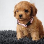 New Litter Cavapoo