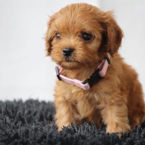 Alcona Cavapoo