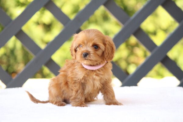 Alcona Cavapoo