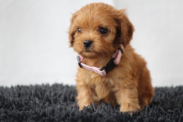 Alcona Cavapoo