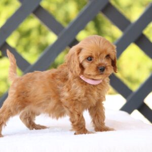 Alcona Cavapoo
