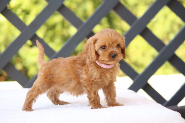 Alcona Cavapoo