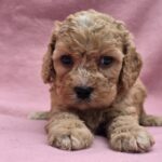 Alex-male-cavapoo-puppy-fro-sale- (1)