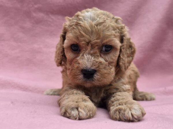 Alex Cavapoo