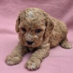 Alex-male-cavapoo-puppy-fro-sale- (2)