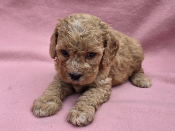 Alex Cavapoo