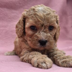 Alex Cavapoo
