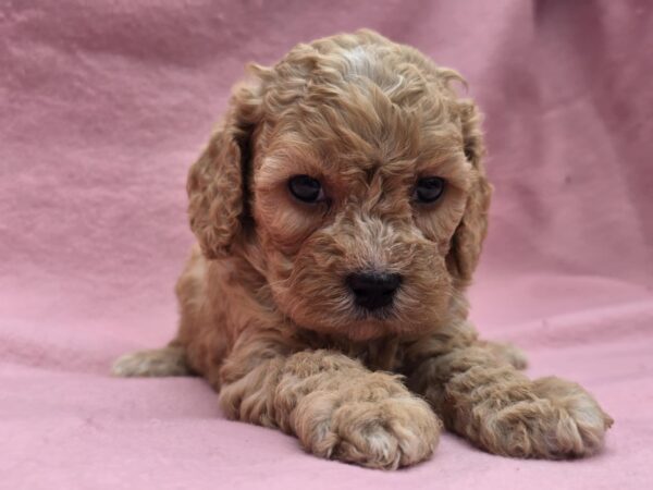 Alex Cavapoo