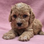 Alex-male-cavapoo-puppy-fro-sale- (4)