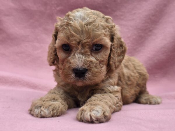 Alex Cavapoo