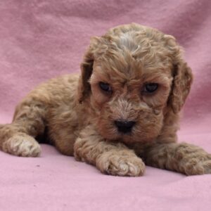 Alex Cavapoo