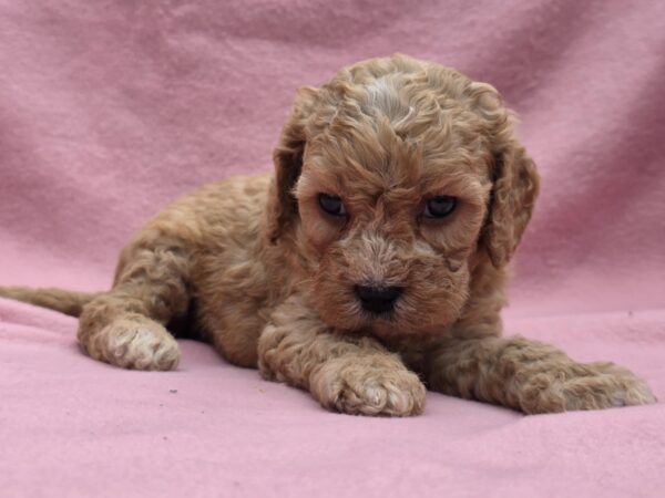 Alex Cavapoo