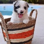 Lakis Border Collie
