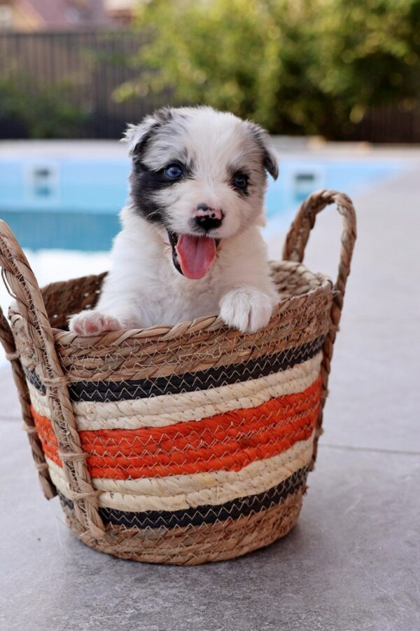 Alfie Border Collie