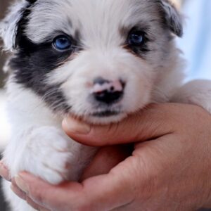 Alfie Border Collie